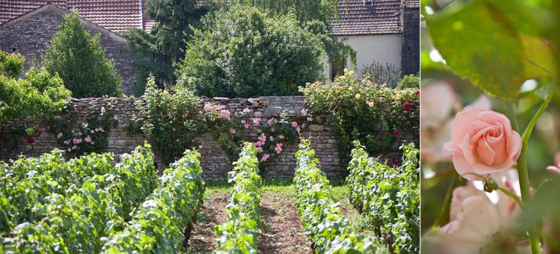 Domaine Violot-Guillemard Acomodação com café da manhã Pommard Exterior foto